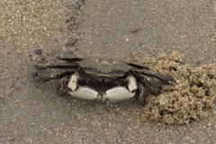 Venitus latreillei
