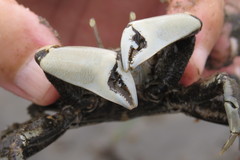 Venitus latreillei
