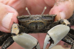 Venitus latreillei