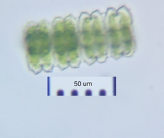 Desmidium