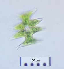 Micrasterias pinnatifida