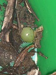 Peribatodes rhomboidaria