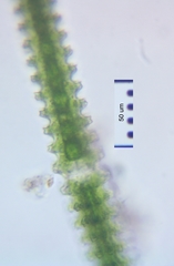 Triploceras verticillatum