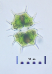 Xanthidium cristatum