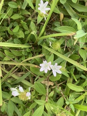Richardia grandiflora