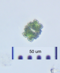 Euastrum denticulatum