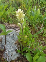 Castilleja parviflora