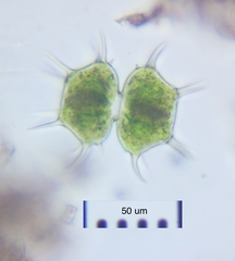 Xanthidium cristatum