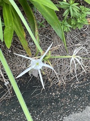 Hymenocallis occidentalis