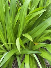 Hymenocallis occidentalis