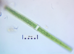 Haplotaenium minutum