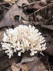 Sparassis spathulata