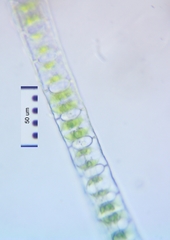Desmidium baileyi