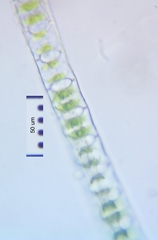 Desmidium baileyi