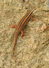 Eutropis bibronii