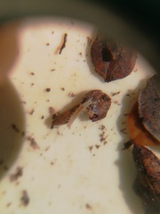 Symphyla