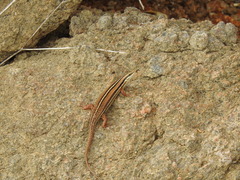 Eutropis bibronii