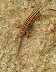 Eutropis bibronii