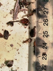 Symphyla