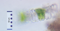Desmidium