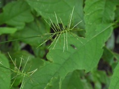 Cyperus refractus