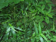 Cyperus refractus