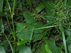 Cyperus refractus