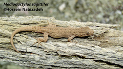 Mediodactylus sagittifer