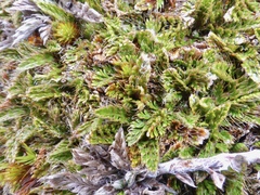 Anisotome imbricata