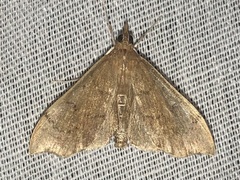 Sericoplaga externalis