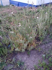 Carduus acanthoides