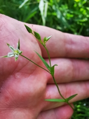 Stellaria alsine