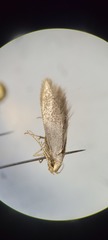 Coleophora spinella