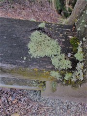 Usnea subgracilis