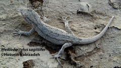 Mediodactylus sagittifer