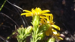 Senecio pinifolius