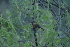 Achaetops pycnopygius