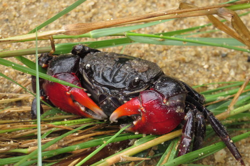 Neosarmatium trispinosum