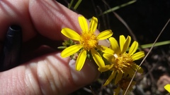 Senecio pinifolius