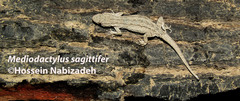Mediodactylus sagittifer
