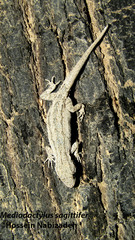 Mediodactylus sagittifer