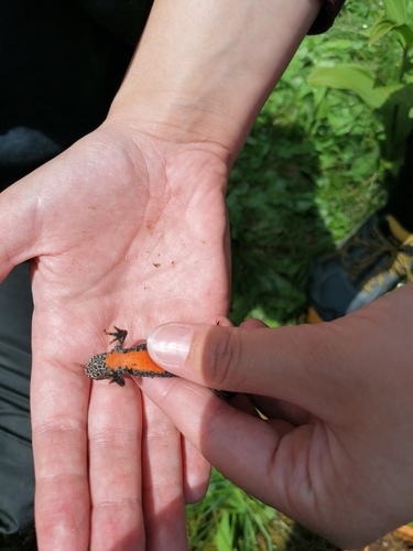 Alpine Newt, Mesotriton alpestris
