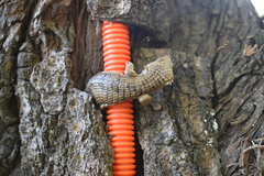 Abronia lythrochila