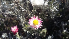 Achyranthemum affine