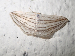 Scopula opicata
