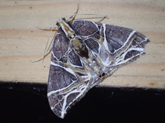 Ecliptopera rectilinea