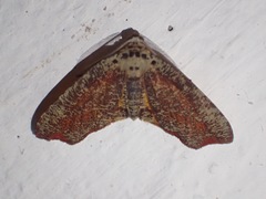 Achrosis