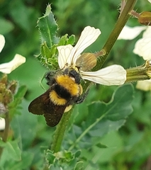 Bombus sonorus