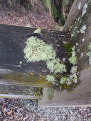Usnea subgracilis