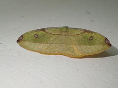 Hypochrosis hyadaria
